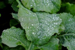 DSCF1264e01_1920
