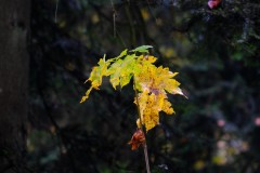 DSCT0690e01_1920
